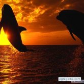 xxiko chico soltero en Temuco