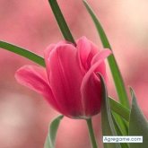 Kiki7777 chico soltero en Centro Habana