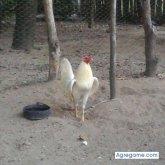 Foto de perfil de adolfredorafael