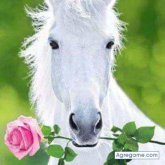 santossalguero chico soltero en Amarillo