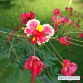 Ade02 chica soltera en Panamá