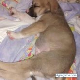 Robertomoyano chico soltero en Quines