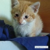 oscarpatricio4909 chico soltero en San Joaquín