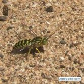 Chatear con rodrigolozano9218 de El Salvador