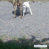 capricorniocesar chico soltero en Tacuba