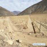 Luis_alejandro chico soltero en Río Bueno