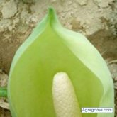 Ign agricola. Busco pareja. En busca de