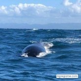 Flacojade chico soltero en Cabarete