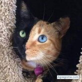 Chatear con edwinorellana7237 de Puerto Villarroel