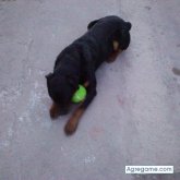 BlackMercy chico soltero en Loncopué