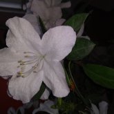 Busco conocer gente. Amistades y ver que