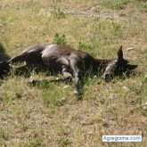djalmaton chico casado en La Adrada