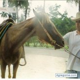 chequevara chico soltero en Barcelona