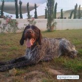 boleta chico soltero en Valencia