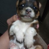 yisusssj chico soltero en Puerto Atico