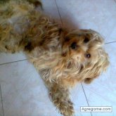 panteraonca chico soltero en Xochimilco