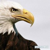 Foto de perfil de alexandermarquez8121