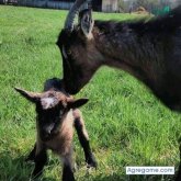 isakhalil chico soltero en 