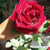 juliocesar4913 chico soltero en La Paz