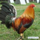 Foto de perfil de marcelo159