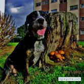 Angelillogrillo chico soltero en Ferrol