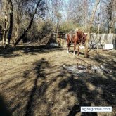 Teofilo1234 chico soltero en Piedras Negras