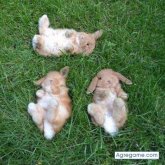 Chatear con Smir de Duitama