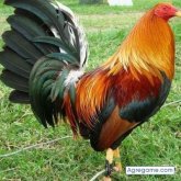 Foto de perfil de ramoniranm