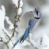 Foto de perfil de samcox
