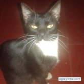 Fausto