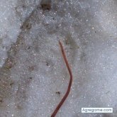 fercha38 chico soltero en Barcelona