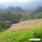 CartasAmarillas chico soltero en Cuauhtémoc