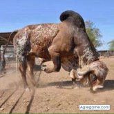 chivis chico soltero en Santa Cruz