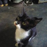 energia83 chico soltero en Sabaneta