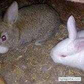 hectormedi87 foto #14