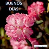 isakhalil chico soltero en 