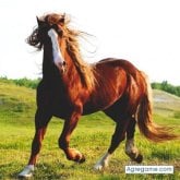 Chatear con julian7818 de Daule