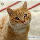 Chatear con robertomora5966 de Plano