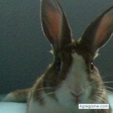 wapi20 chica soltera en Córdoba