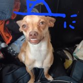 rafaelchavez7882 chico soltero en Kingman