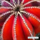 Chatear con garciabenjamin de Zambrano