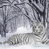 Principenegro chico soltero en Guatemala