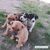 Chatear con Chichebombon de Quequén