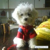 jonakr chico soltero en Castro