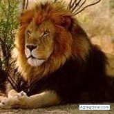 LEONE27 chico soltero en Pueblo Nuevo