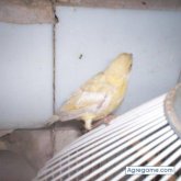 clavi chico casado en José C. Paz