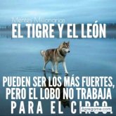 Chatear con gonzaloalessandro de La Florida