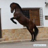 Rociero foto #6
