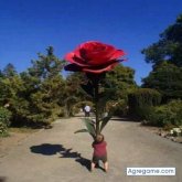 victormanuel8521 chico soltero en West Covina