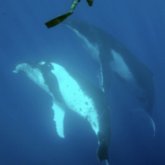 BrunoElcano chico soltero en Capital Federal